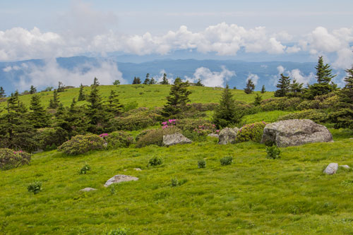 are dogs allowed in the roan highlands